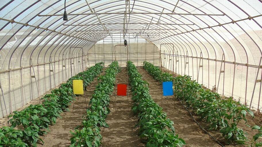 cultivo pimiento bajo invernadero con trampas para plagas|invernaderos coloreados en Dolores de Pacheco|Cultivo mallado_Israel